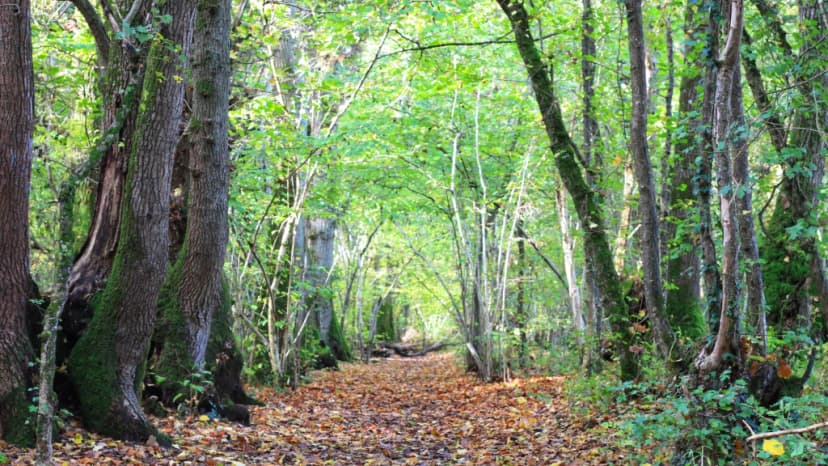 Nutwood House cover image